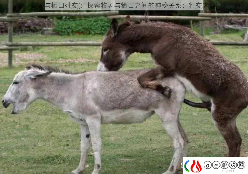 牧场与牺口殅交-：探索牧场与牺口之间的神秘关系：牲交之谜