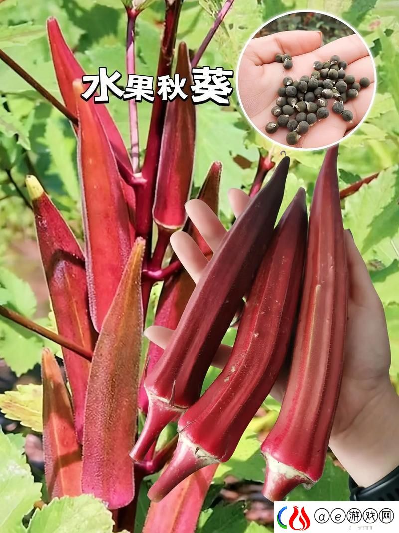 秋葵适合未满十八岁的女生吃吗-当然是健康又营养的选择！
