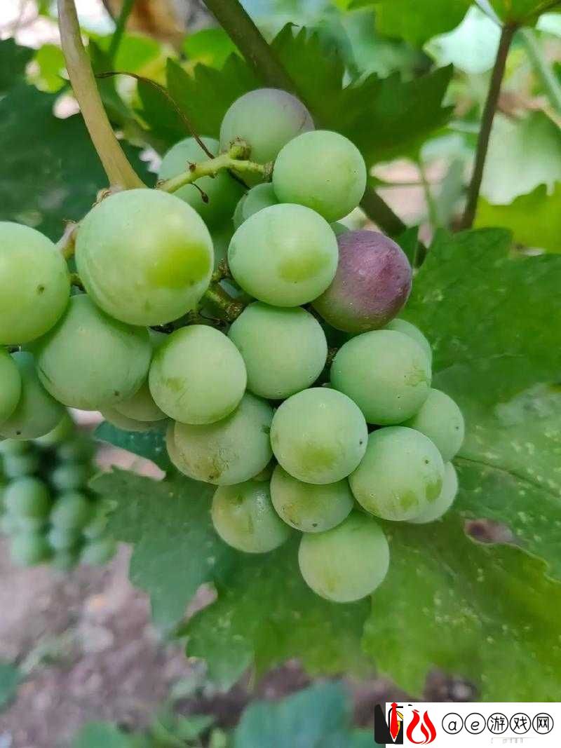 番茄黄瓜丝瓜草莓秋葵大全之美味食材大集合